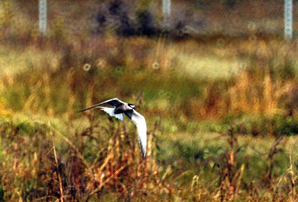 Tern, Aleutian 1 B02P61I01.jpg - Aleutian tern